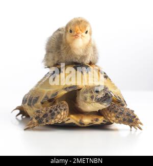 Pekin chick sitting on top of young Horsefields Tortoise, Russian Tortoise (Agrionemys horsfieldii) Stock Photo