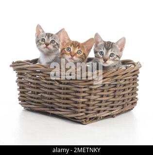 Three Bengal and British cross shorthair kittens in wicker basket, 5-week-old Stock Photo