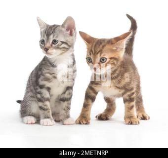 Two grey and brown tabby kittens, Bengal and British cross shorthair kittens, 5-week-old Stock Photo