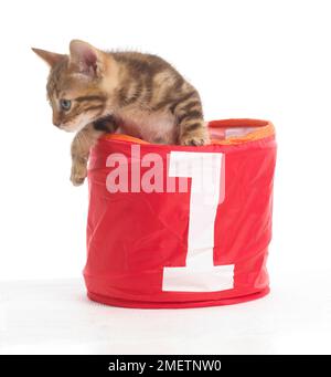 Kitten in basket with number 1 on the front, Bengal and British cross shorthair kittens, 5-week-old Stock Photo