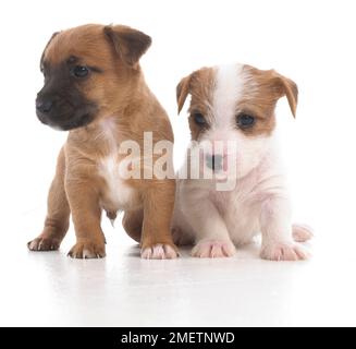 Jack Russell Lakeland Terrier cross, puppies, 5-week-old Stock Photo