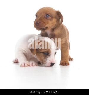 Jack Russell Lakeland Terrier cross, puppies, 5-week-old Stock Photo