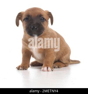 Jack Russell Lakeland Terrier cross, puppy, 5-week-old Stock Photo