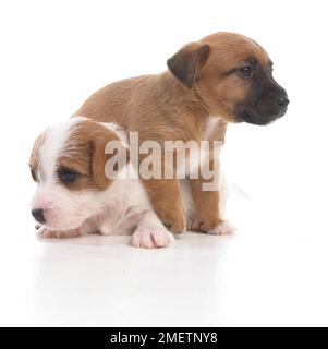 Jack Russell Lakeland Terrier cross, puppies, 5-week-old Stock Photo