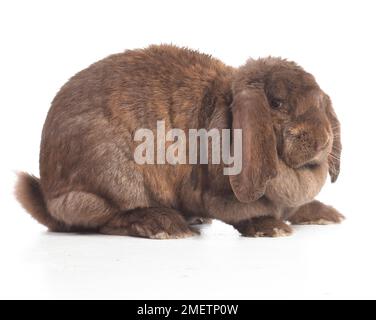 Large brown lop-eared rabbit or lop ear rabbit, French Lop Ear rabbit, 2-year-old, female Stock Photo