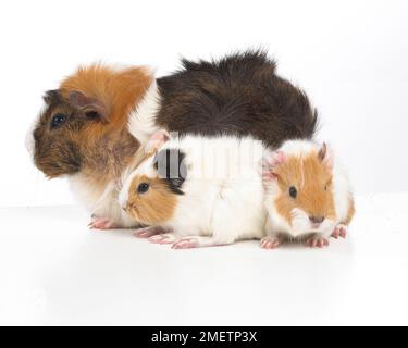 Mother and baby guinea pigs, Abyssinian guinea pigs Stock Photo