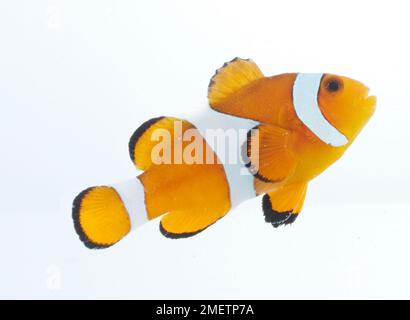 Ocellaris Clownfish, Common Clownfish (Amphiprion ocellaris), clown fish Stock Photo