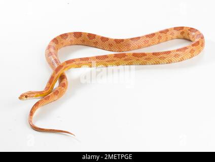 Sunglow Corn Snake, Sunglow Cornsnake (Pantherophis guttatus) Stock Photo