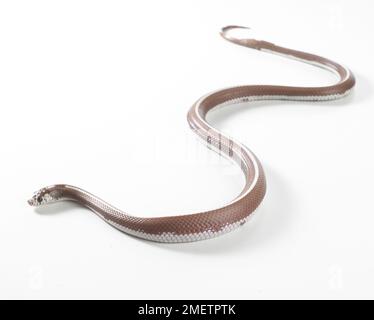 Lavender Stripe Kingsnake, Lavender Striped King Snake (Lampropeltis sp.), female Stock Photo