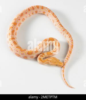 Albino Burmese Python (Python bivittatus), 8-week-old male Stock Photo
