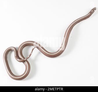 Lavender Stripe Kingsnake, Lavender Striped King Snake (Lampropeltis sp.), female Stock Photo