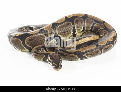 Royal Python (Python regius), 3-year-old female Stock Photo