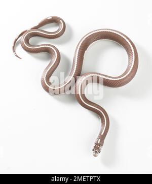 Lavender Stripe Kingsnake, Lavender Striped King Snake (Lampropeltis sp.), female Stock Photo