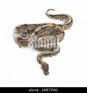 Royal Python (Python regius), 3-year-old female Stock Photo
