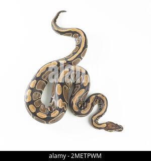 Royal Python (Python regius), 3-year-old female Stock Photo