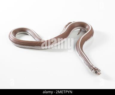 Lavender Stripe Kingsnake, Lavender Striped King Snake (Lampropeltis sp.), female Stock Photo