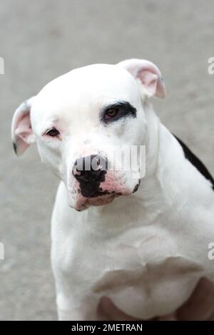 A Pitbull American Stanford - Adult Dog Pet. Stock Photo