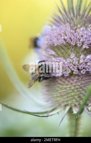 Common carder-bee (Bombus pascuorum) on wild teasel (Dipsacus fullonum), bumblebee gathering food on the flower, nature garden, Velbert, North Stock Photo