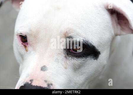 A Pitbull American Stanford - Adult Dog Pet. Stock Photo