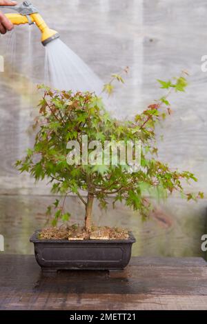 Acer palmatum (Japanese Maple), air layering, watering the new air layered tree, in training pot with brace to hold tree in place Stock Photo