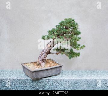 Windswept Pine, Pinus parviflora 'Zui-sho' (White Pine 'Zui-sho') Stock Photo
