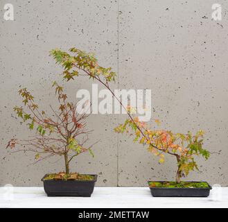 Acer palmatum (Japanese Maple), Air Layer Maple bonsai, the two separate trees, 2 months after separation Stock Photo