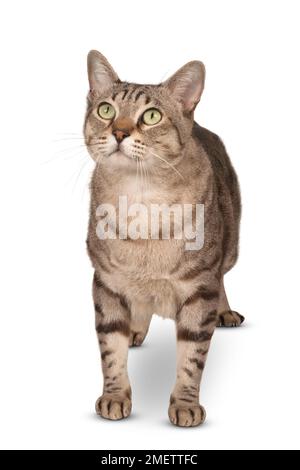 Australian Mist shorthair cat Stock Photo