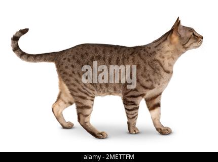 Australian Mist shorthair cat Stock Photo