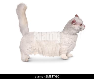 kinkalow munchkin cat