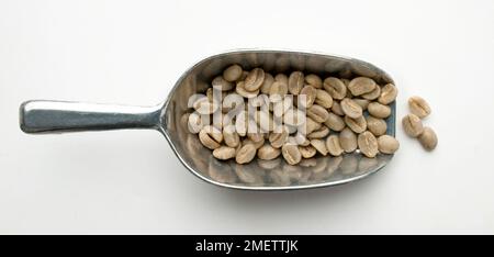 Burundi, scoop of washed bourbon coffee beans Stock Photo