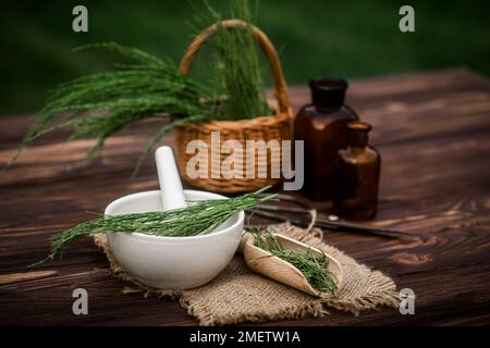 Apothecary mortar with dry medicinal herbs horse tail. Equisetum, horsetail, snake grass, oil for cosmetology. puzzlegrass, candock extract for altern Stock Photo