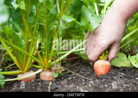 Gardener harvesting beetroot Stock Photo