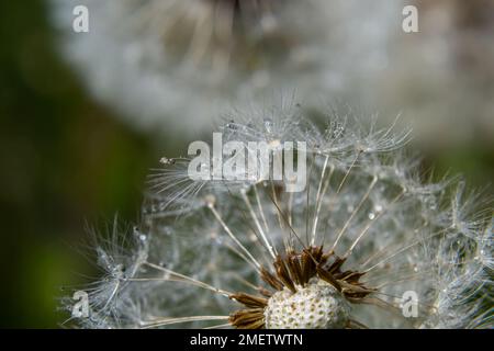 Blowball of Taraxacum plant on long stem. Blowing dandelion clock of white seeds on blurry green background of summer meadow. Fluffy texture of white Stock Photo