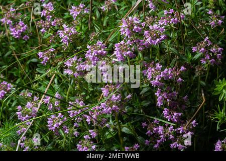 The macrophoto of herb Thymus serpyllum, Breckland thyme. Breckland wild thyme, creeping thyme, or elfin thyme blossoms close up. Natural medicine. Cu Stock Photo