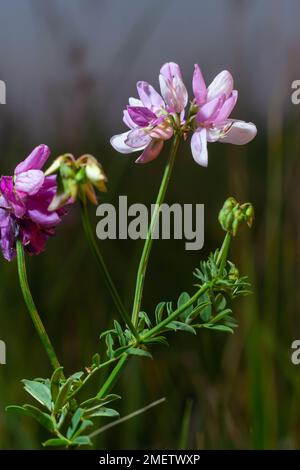 Close up, macro. Crownvetch or Securigera varia Coronilla varia or purple crown vetch. Flowering field plants. Copy space. Stock Photo