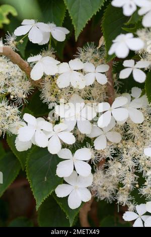 Hydrangea anomala ssp petiolaris Stock Photo