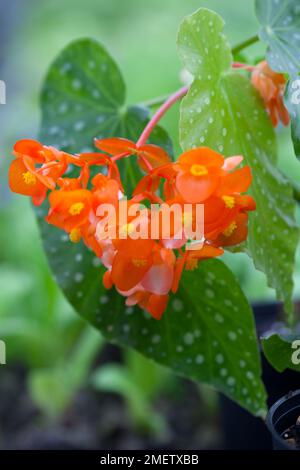 Begonia 'Orange Rubra' Stock Photo