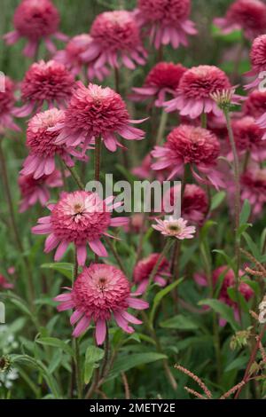 Echinacea purpurea 'Southern Belle' Stock Photo