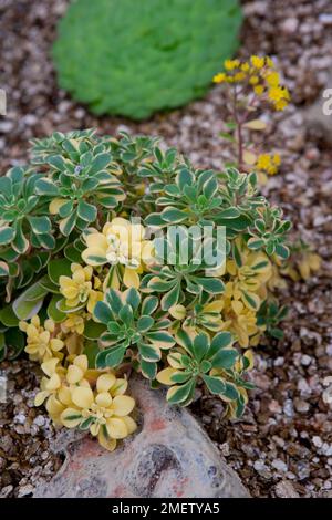 Aeonium domesticum hi-res stock photography and images - Alamy