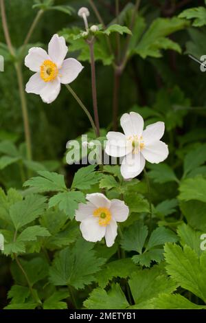 Anemone 'Ruffled Swan' Stock Photo - Alamy