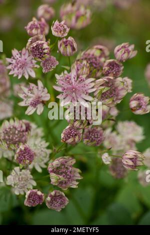 Astrantia major 'Star of Royals' CHECK Stock Photo