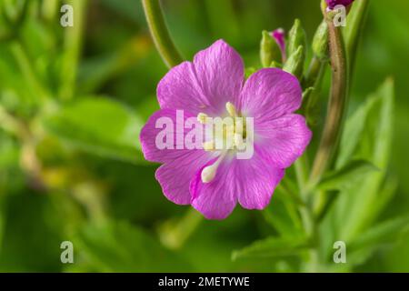 willow-herb epilobium hirsutum during flowering. Medicinal plant with red flowers. Stock Photo