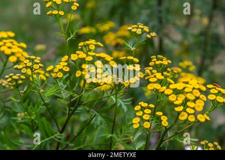 Tansy flowers Tanacetum vulgare Genus of perennial herbaceous plants and shrubs of the family Asteraceae. Stock Photo
