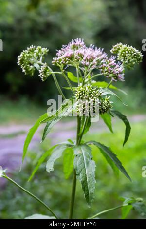 It blooms in the wild hemp agrimony Eupatorium cannabinum. Stock Photo