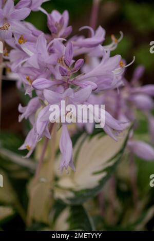 Hosta 'Fire and Ice' Stock Photo