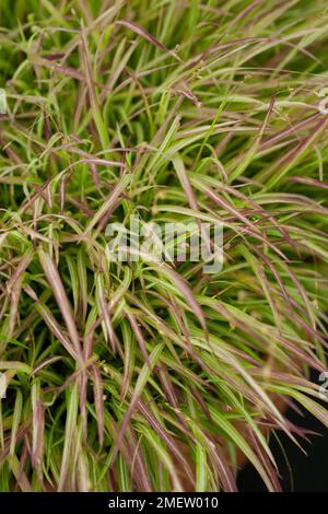 Melica uniflora Variegata Stock Photo