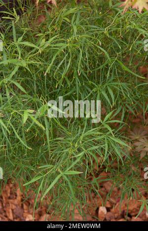 Acer palmatum 'Koto-no-Ito' NOT SURE Stock Photo