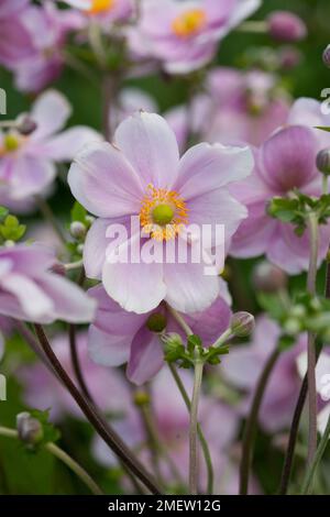 Anemone x hybrida 'Elegans' Stock Photo