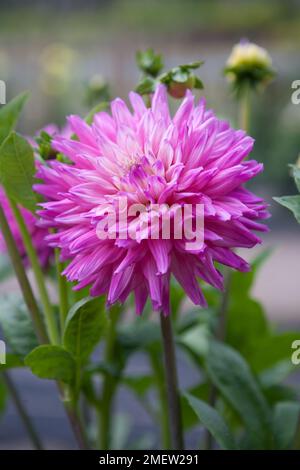 Dahlia 'Ruskin Andrea' Stock Photo