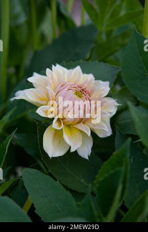 Dahlia 'Westerton Lillian' Stock Photo